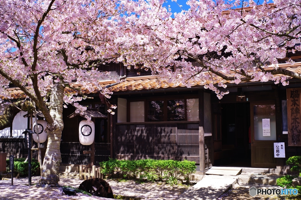 新庄村がいせん桜２