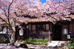 新庄村がいせん桜２