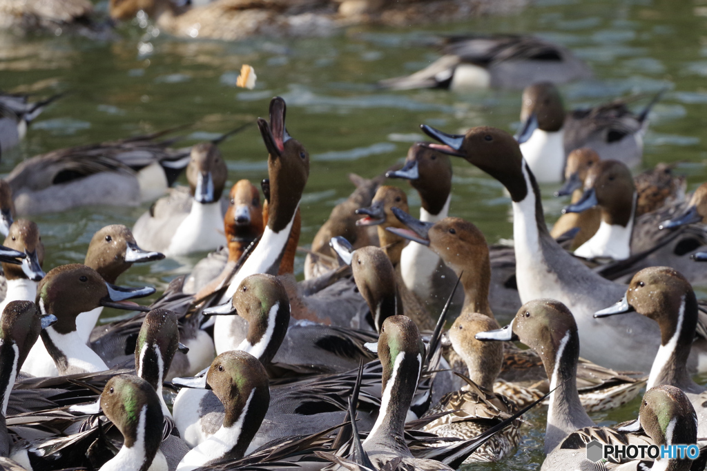 俺がもらう！！