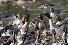 俺がもらう！！