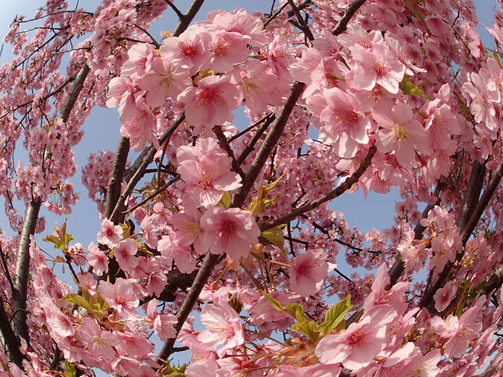 河津桜・フィッシュアイ