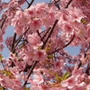 河津桜・フィッシュアイ