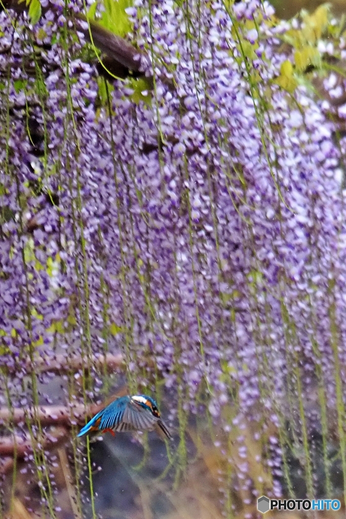 kurashiki 市鳥 市花（翡翠・藤）