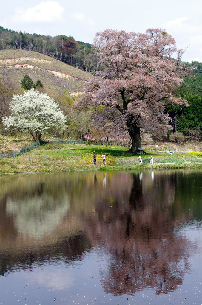 「千鳥別尺のヤマザクラ」　水鏡