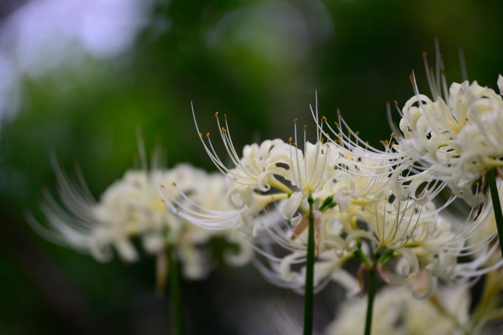 彼岸花・白色　③