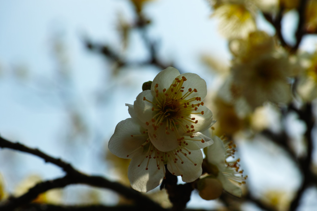 SDIM0073
