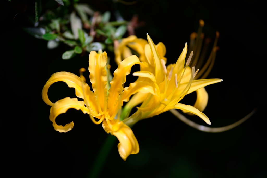 彼岸花・黄色　①