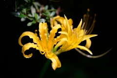 彼岸花・黄色　①