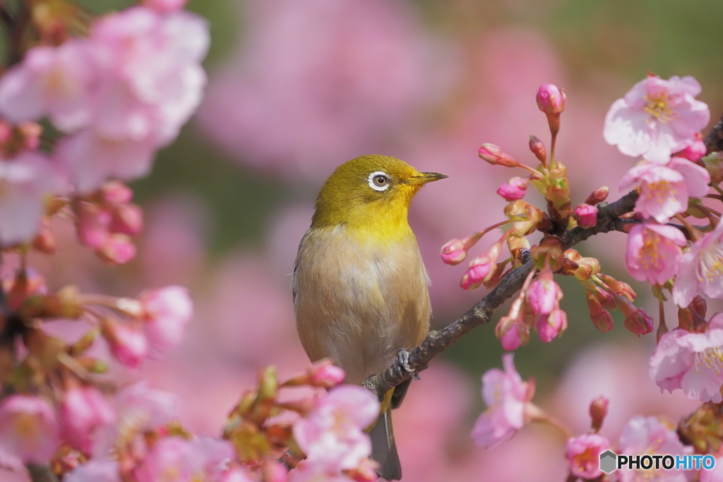 メジロ&河津桜２