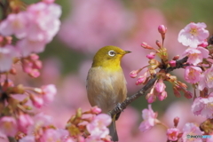 メジロ&河津桜２