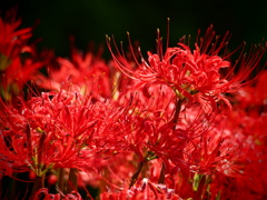 彼岸花①