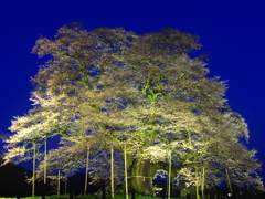 醍醐桜・推定樹齢1000年～②