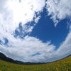 向日葵⑤