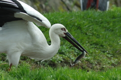 コウノトリの郷公園④