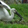 コウノトリの郷公園④