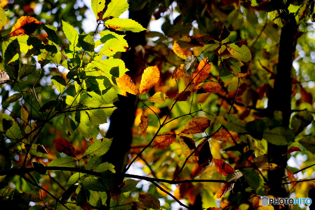IMGP0041