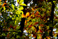 IMGP0041