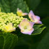 P6030191