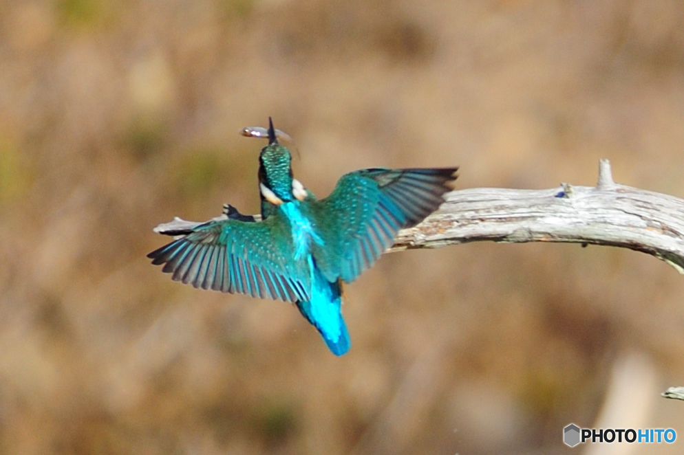 捕～れた・・・