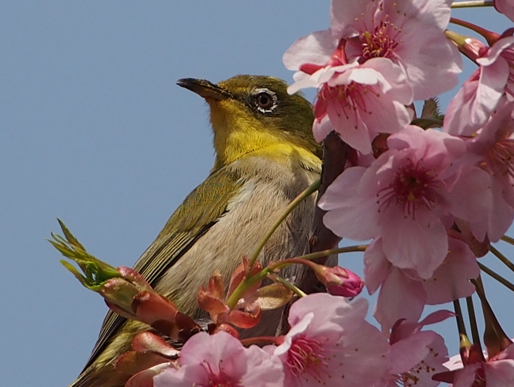 メジロと河津桜②