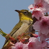 メジロと河津桜②