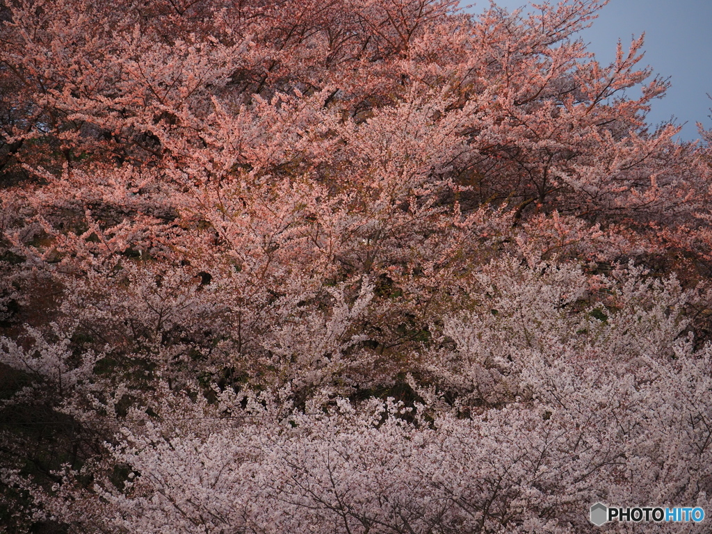 夕焼け桜