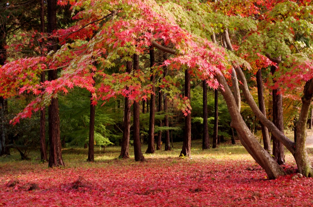 紅葉