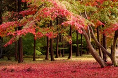紅葉