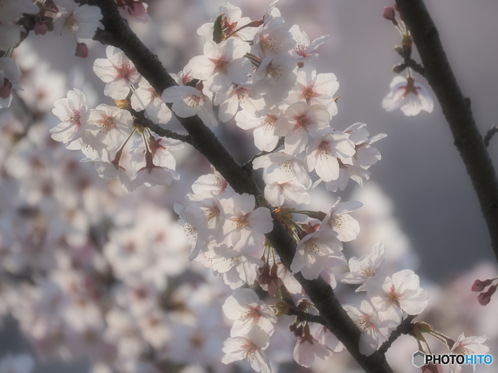 桜７