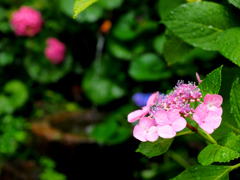 紫陽花