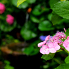 紫陽花