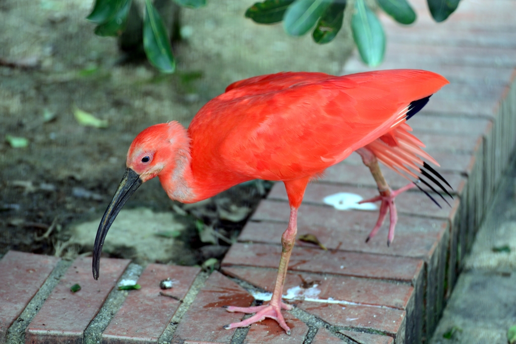 ショウジョウトキ