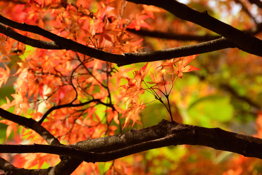 紅葉