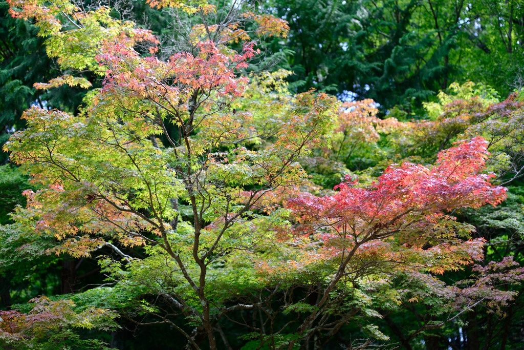 着々と紅葉③