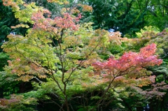 着々と紅葉③