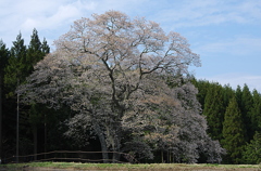 森湯谷エドヒガン②