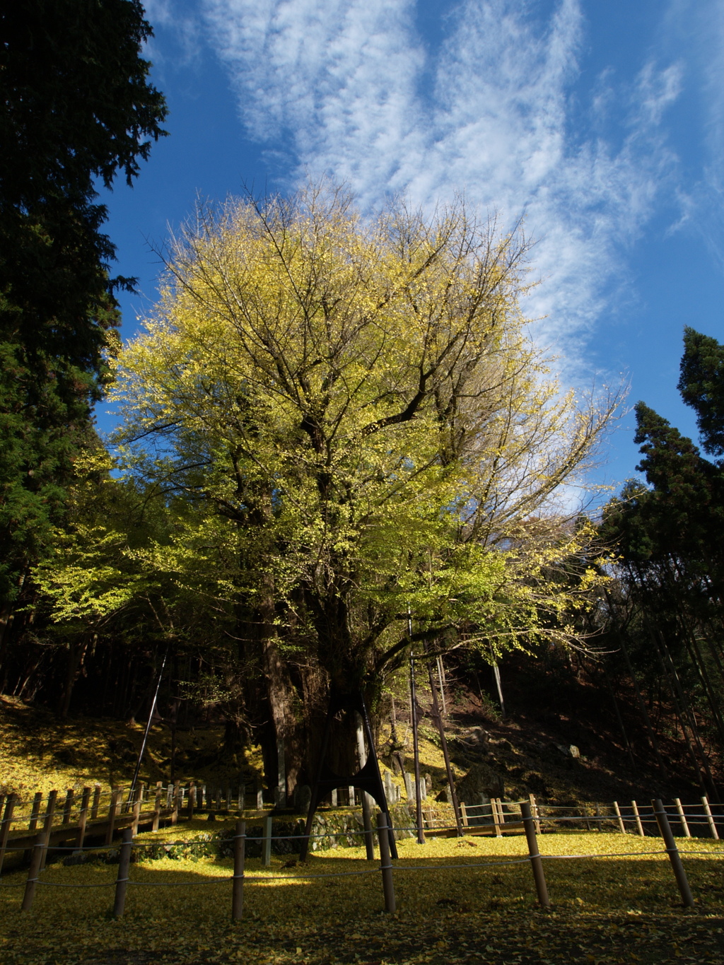 菩提寺の大イチョウ②