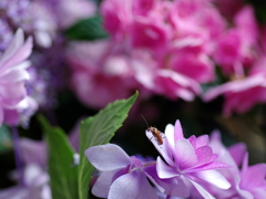 安養寺・紫陽花⑩