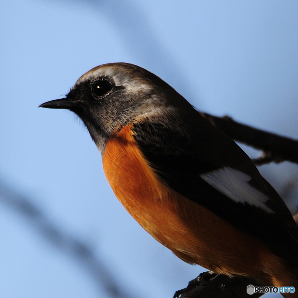 ジョウビタキ♂