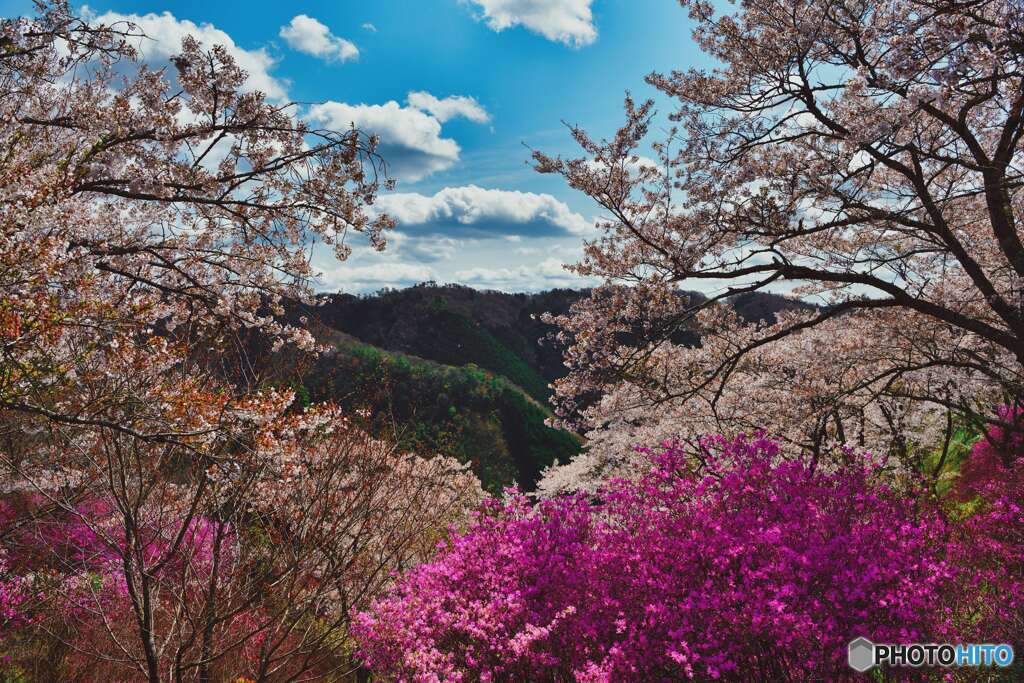 青空山桜つつじ