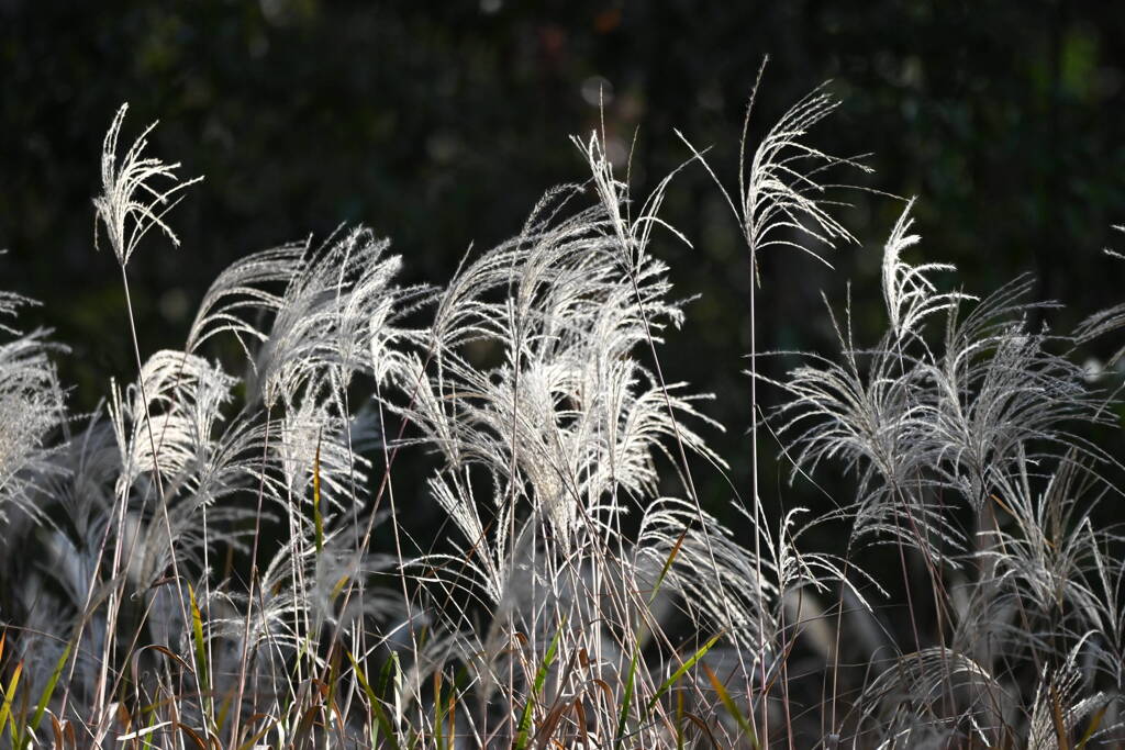 秋の朝陽を浴びて
