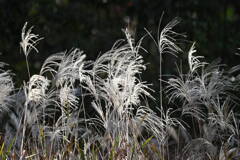 秋の朝陽を浴びて