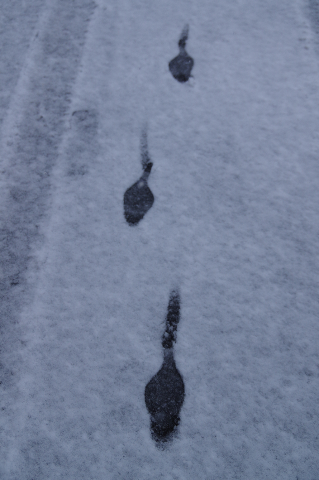 雪中おたまじゃくし