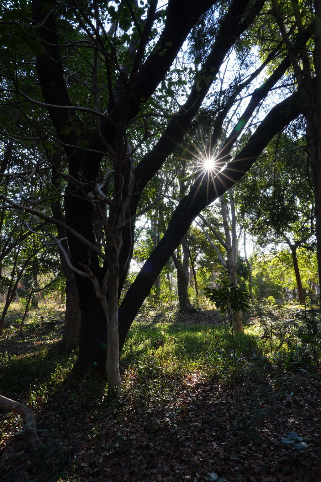 年明けのキラメキ