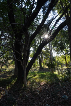 年明けのキラメキ