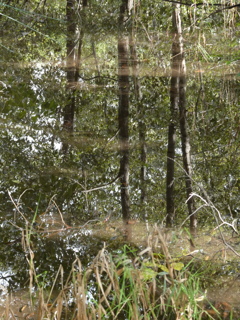 森のリフレクション