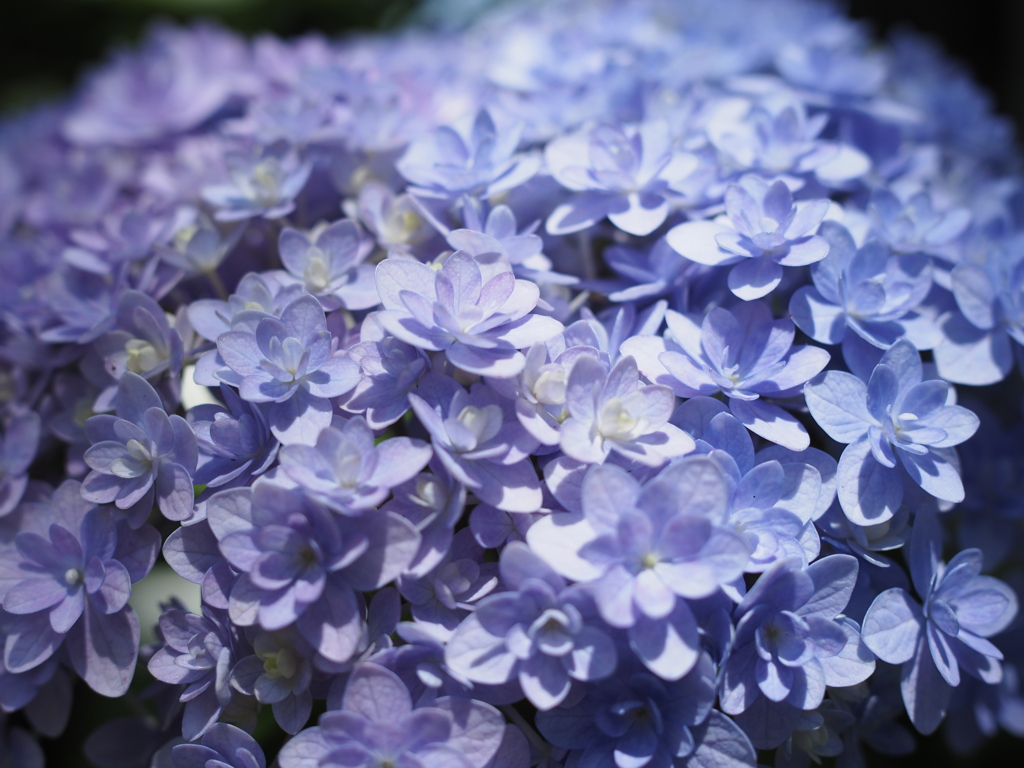 紫陽花の季節①