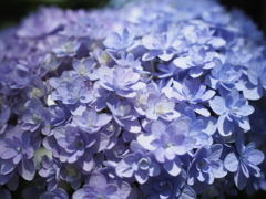 紫陽花の季節①