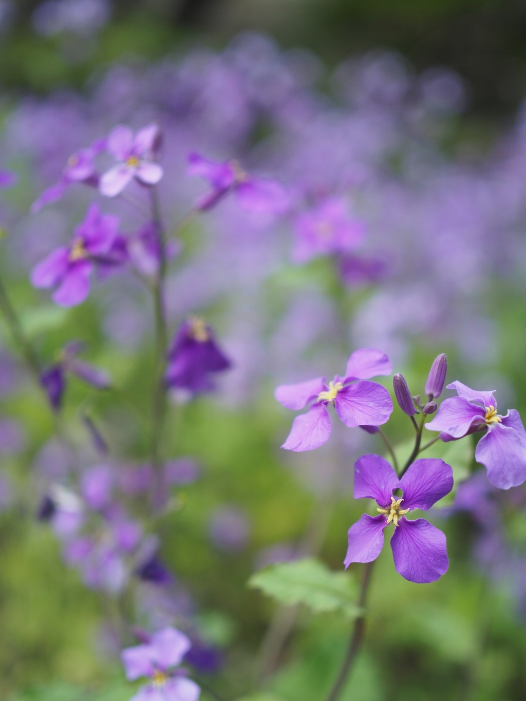 春色③~ムラサキの花～