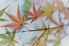 紅葉~2020~その14